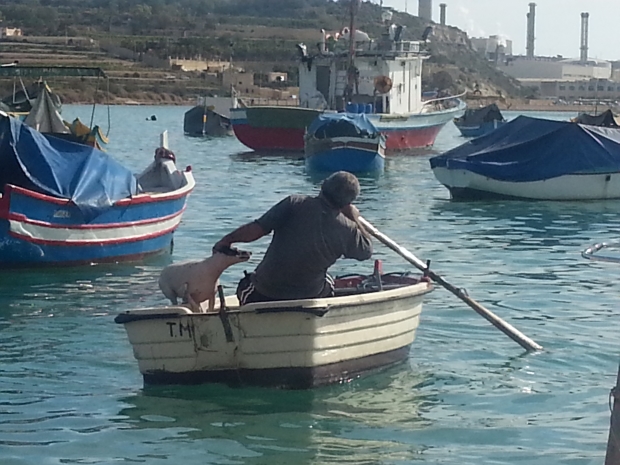 Marsaxlokk, crazy dog!