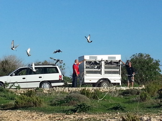 Paradise Bay, pigeons
